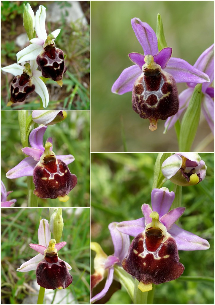 La Valle delle orchidee, Sassano e Monte San Giacomo 9 e 10 maggio 2015